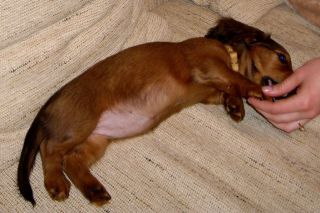 Jamnik d�ugow�osy NAILA